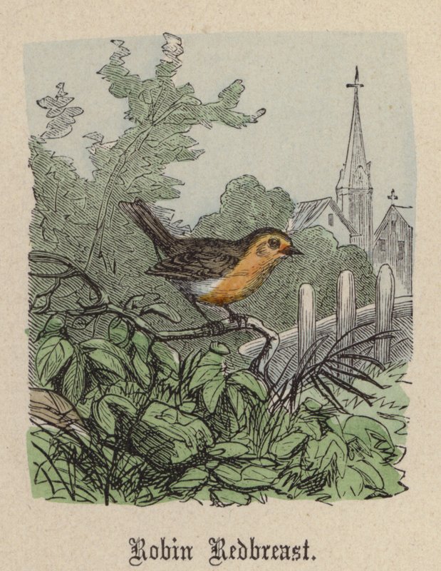 Robin Redbreast（彩色雕刻） 作者 弗里德里希·斯佩克特（Friedrich Specht）