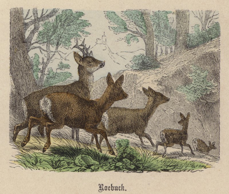 Roebuck（彩色雕刻）。 作者 弗里德里希·斯佩克特（Friedrich Specht）