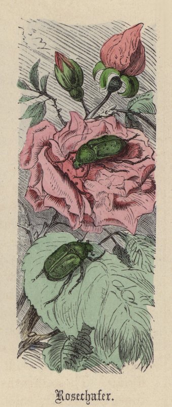 Rosechafer（彩色雕刻） 作者 弗里德里希·斯佩克特（Friedrich Specht）