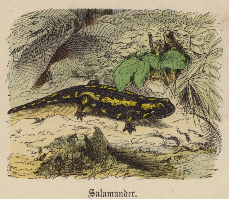 Salamander (coloured engraving) 作者 弗里德里希·斯佩克特（Friedrich Specht）