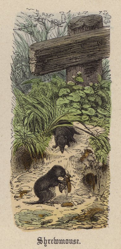 Shrewmouse（彩色雕刻） 作者 弗里德里希·斯佩克特（Friedrich Specht）