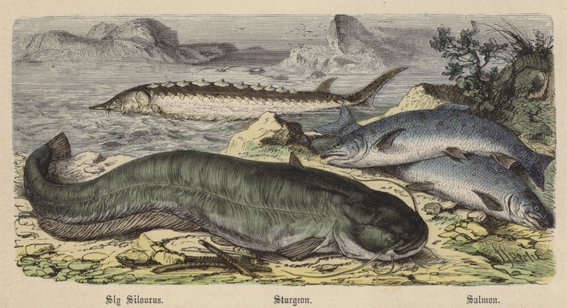 Sly Silourus, Sturgeon, Salmon（彩色雕刻）。 作者 弗里德里希·斯佩克特（Friedrich Specht）
