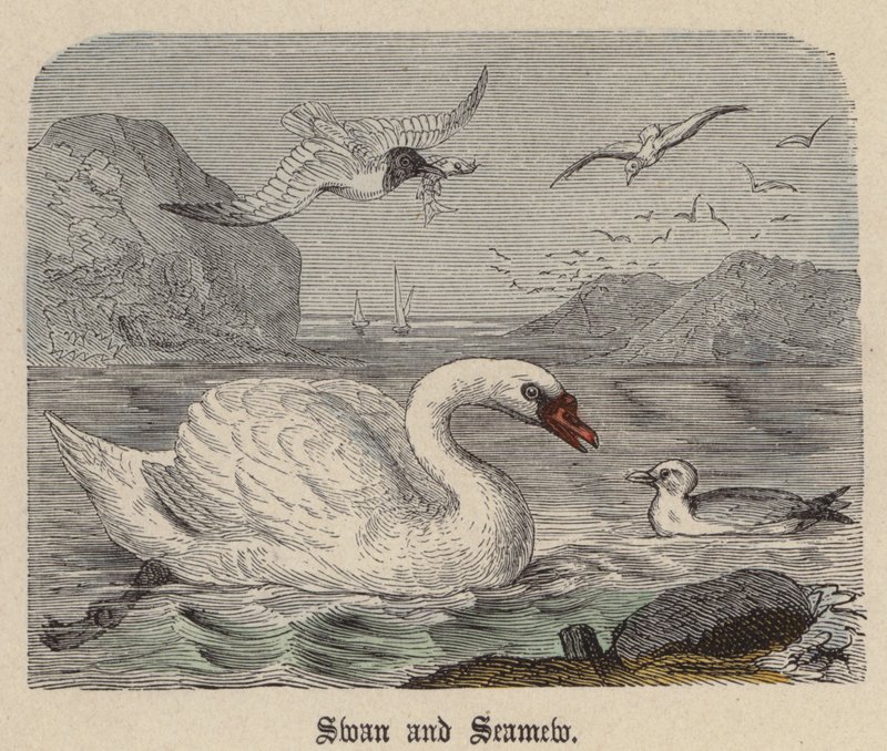Swan and Seamew（彩色雕刻） 作者 弗里德里希·斯佩克特（Friedrich Specht）