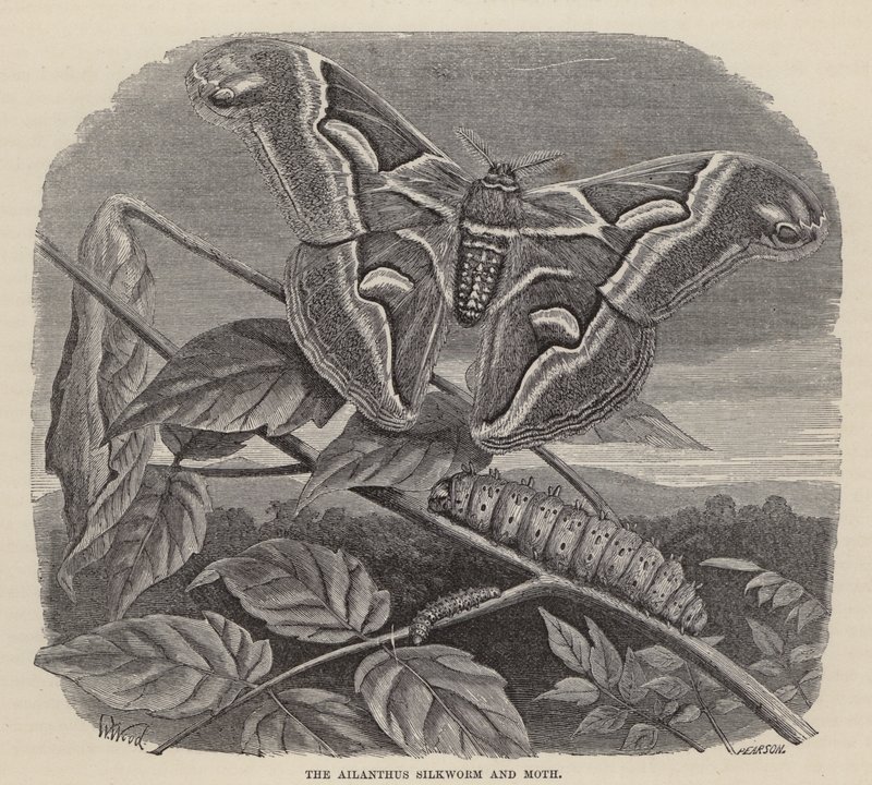 臭椿蚕蛾（版画） 作者 弗里德里希·斯佩克特（Friedrich Specht）