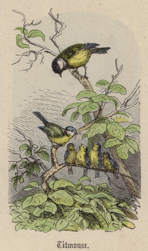 Titmouse (coloured engraving) 作者 弗里德里希·斯佩克特（Friedrich Specht）