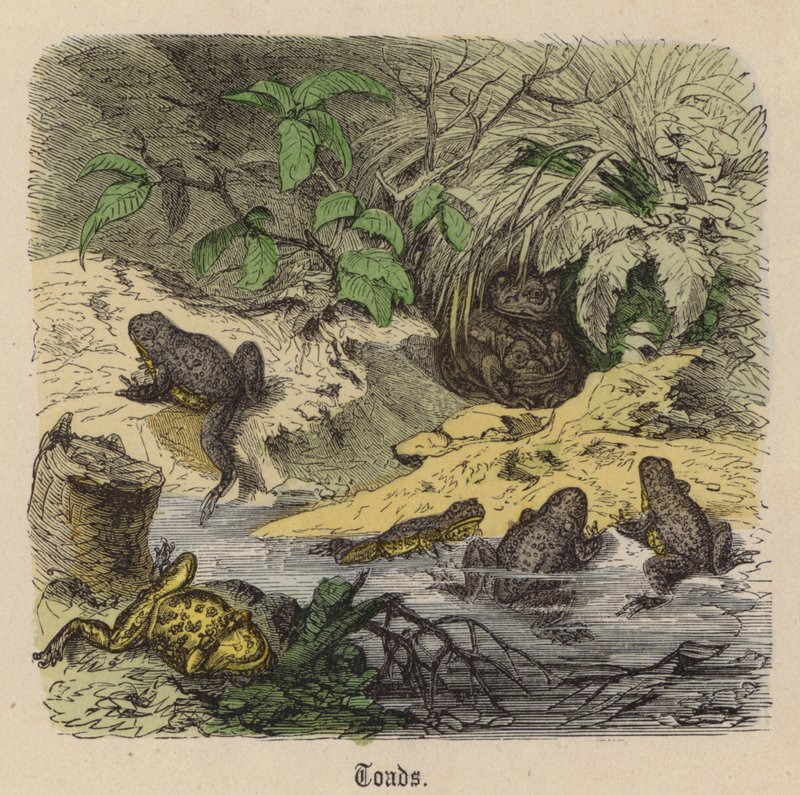 Toads (coloured engraving) 作者 弗里德里希·斯佩克特（Friedrich Specht）