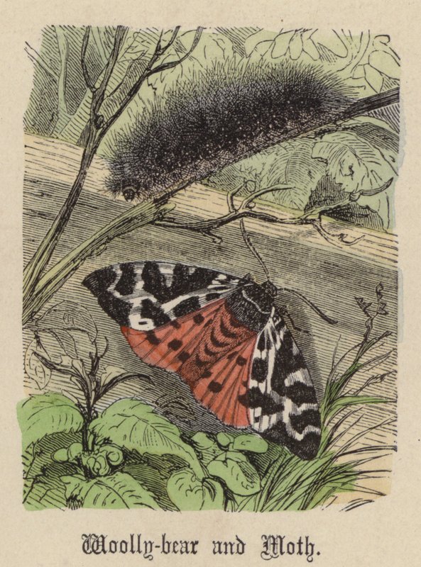 毛熊和飞蛾（彩色雕刻） 作者 弗里德里希·斯佩克特（Friedrich Specht）