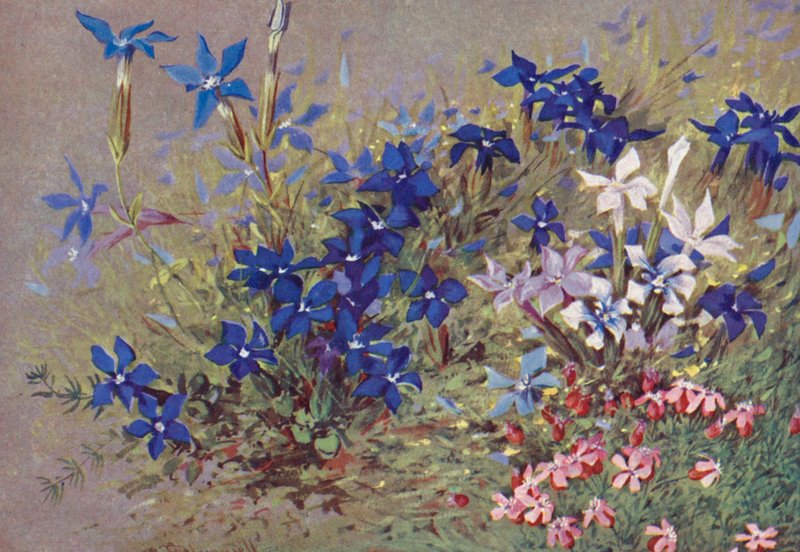 马鞭草属植物（模式植物）及其一些形态（彩色石版画 作者 乔治·杰克逊·弗莱姆威尔