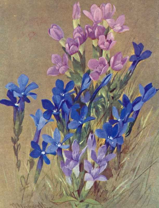 Gentiana campestris 和 Gentiana bavarica（彩色石版画） 作者 乔治·杰克逊·弗莱姆威尔