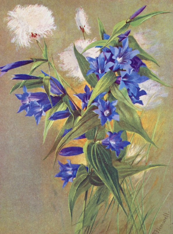 柳叶龙胆（G asclepiadea）和高山棉花草（Eriophorum Scheuchzeri）（彩色石版画） 作者 乔治·杰克逊·弗莱姆威尔