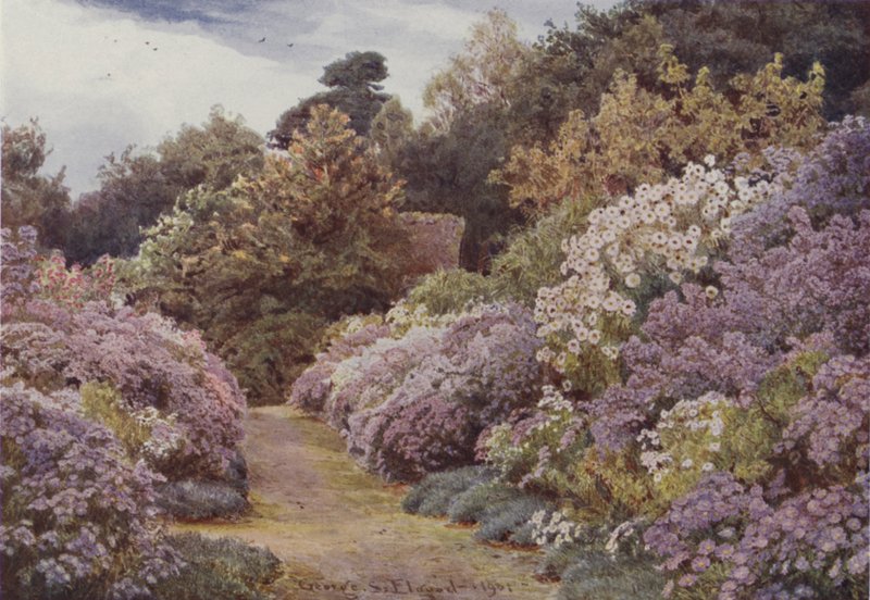 Michaelmas Daisies，Munstead Wood 作者 乔治·塞缪尔·埃尔古德