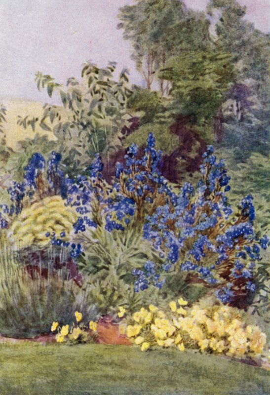 Anchusa Italica Dropmore 品种，Dropmore Alkanet，带有 Clematis recta 和 Violas（彩色石版画） 作者 乔治·索珀