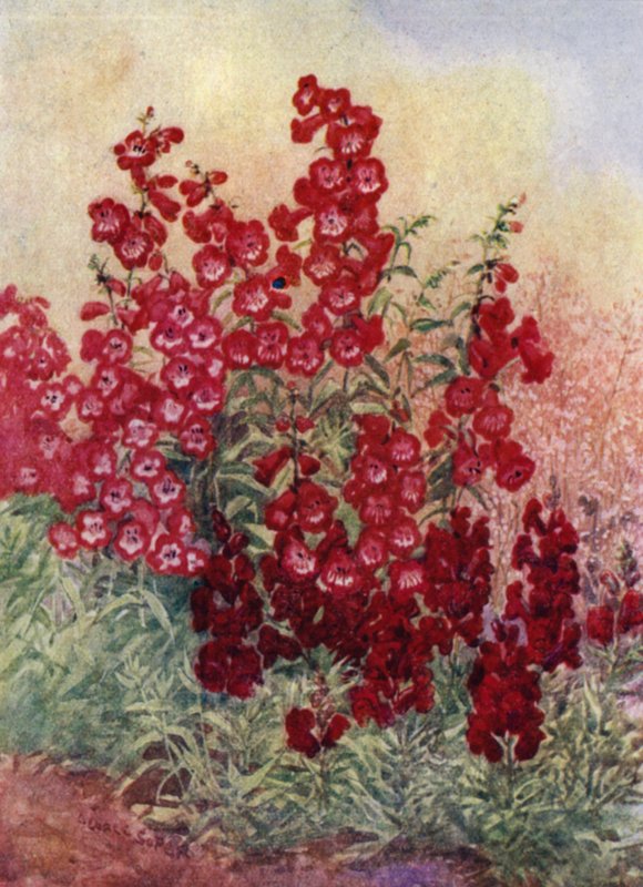 Pentstemons, Antirrhinums and Heuchera Brizoides (colour litho) 作者 乔治·索珀