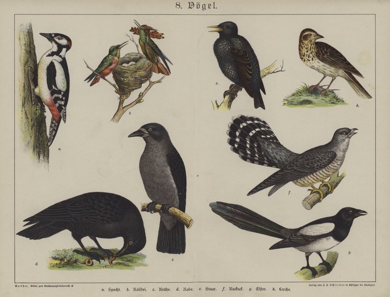 Animals (colour litho) 作者 德国学校