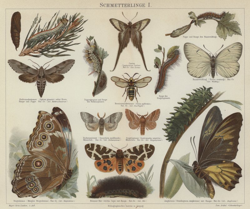Butterflies and moths (colour litho) 作者 德国学校