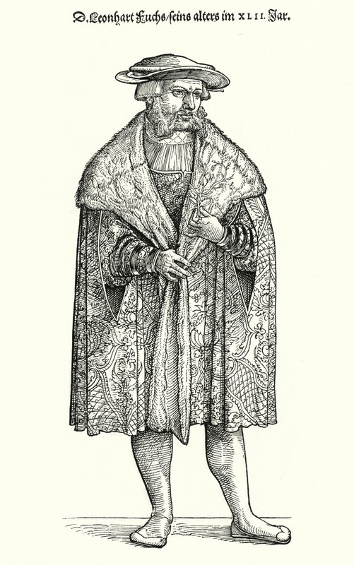 莱昂哈特-富克斯博士，德国医生、植物学家和图宾根大学的教授（雕刻）。 作者 德国学校