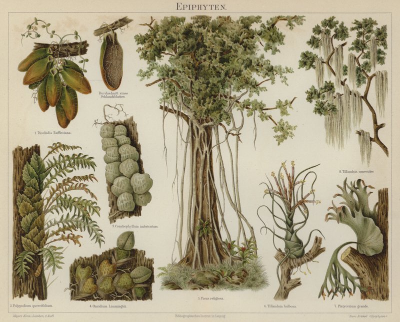 附生植物（彩色印刷品 作者 德国学校
