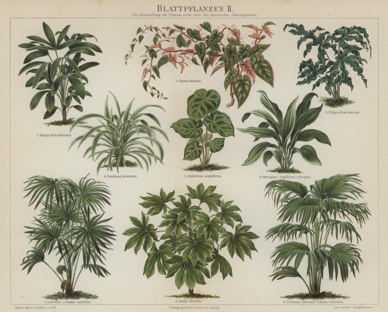 观叶植物（彩色石版画） 作者 德国学校