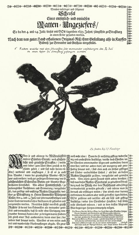 1683 年在斯特拉斯堡捕获的巨鼠（雕刻） 作者 德国学校