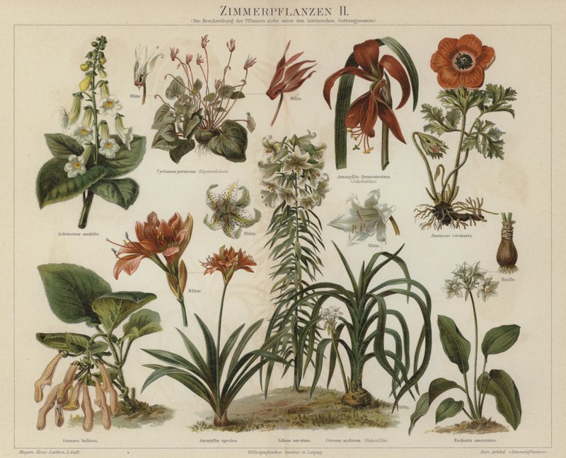 Houseplants (colour litho) 作者 德国学校