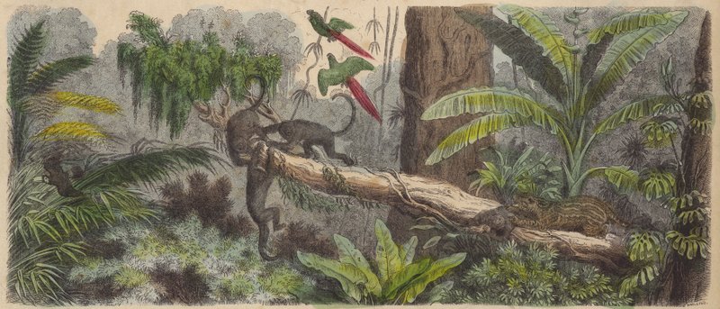 Jungle in Brazil (coloured engraving) 作者 德国学校