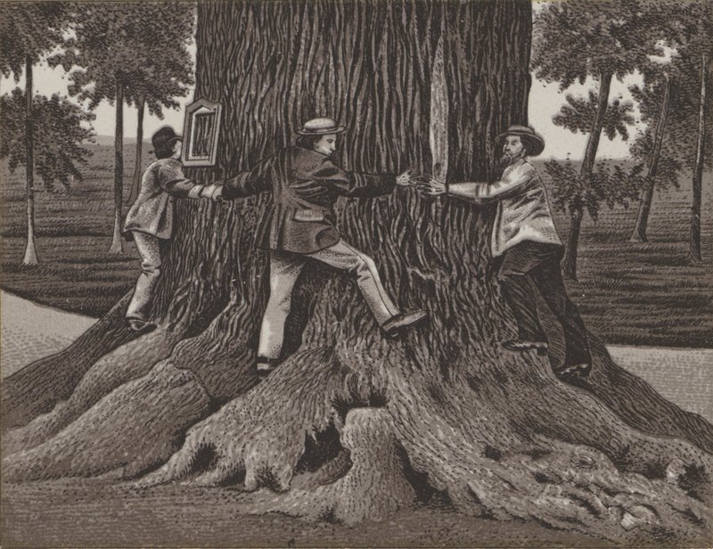 Korner Eiche zu Dallwitz (litho) 作者 德国学校