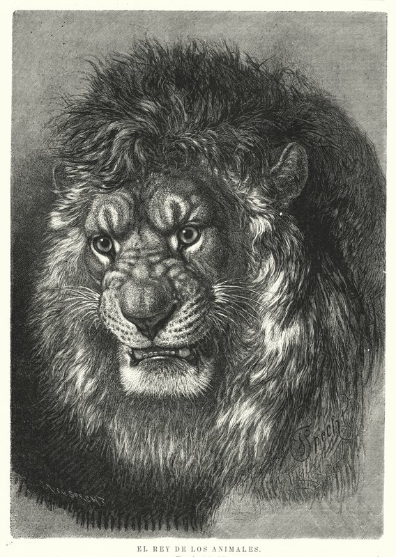Lion: king of the animals (litho) 作者 德国学校