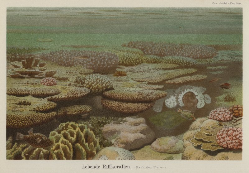 Living reef corals (colour litho) 作者 德国学校