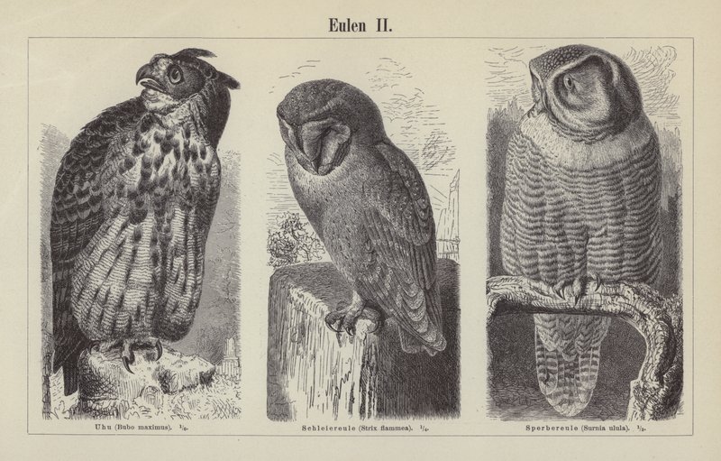 Owls (engraving) 作者 德国学校