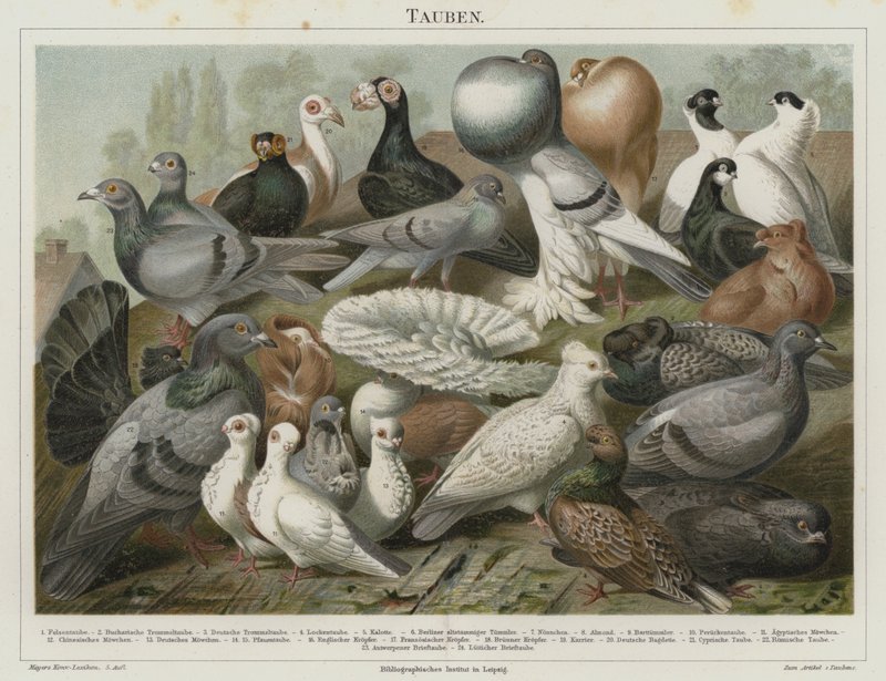 Pigeons (colour litho) 作者 德国学校