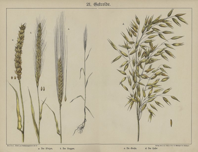 Plants (colour litho) 作者 德国学校