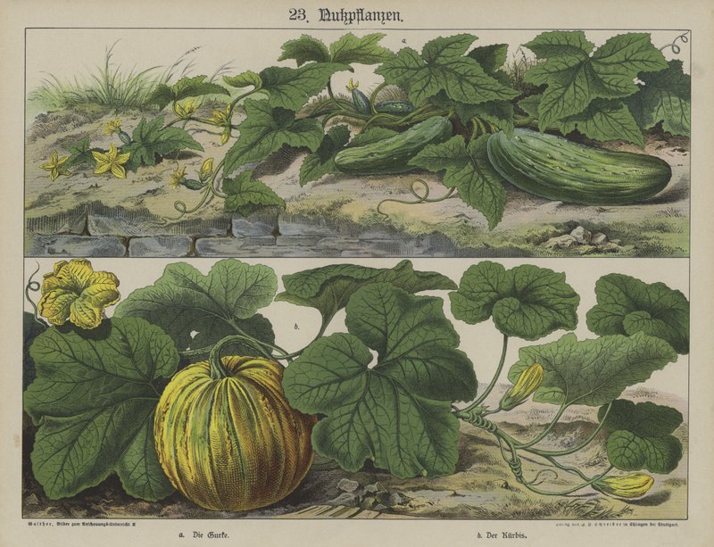 Plants (colour litho) 作者 德国学校