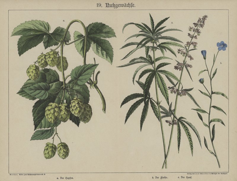 植物（彩色石版画） 作者 德国学校