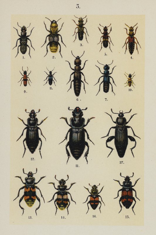来自 The Young Beetle-Collector