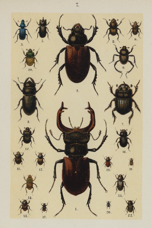 来自 The Young Beetle-Collector