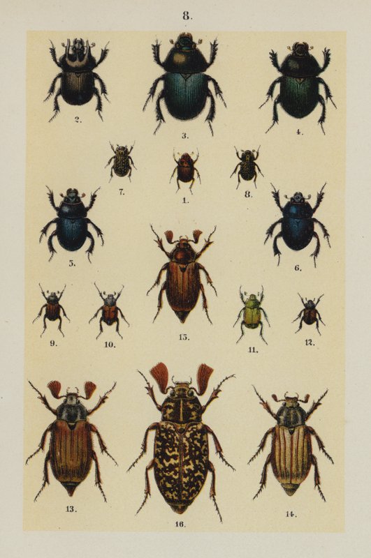 来自 The Young Beetle-Collector