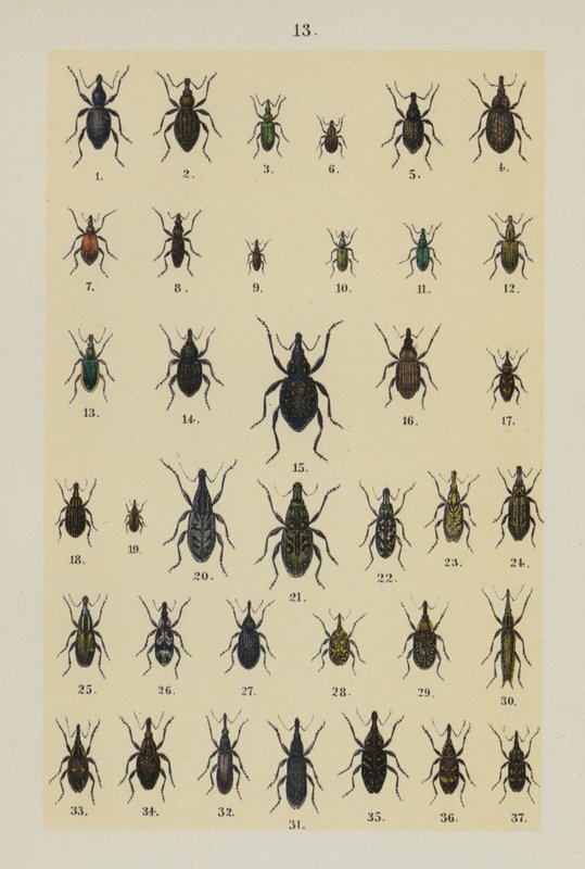 来自 The Young Beetle-Collector