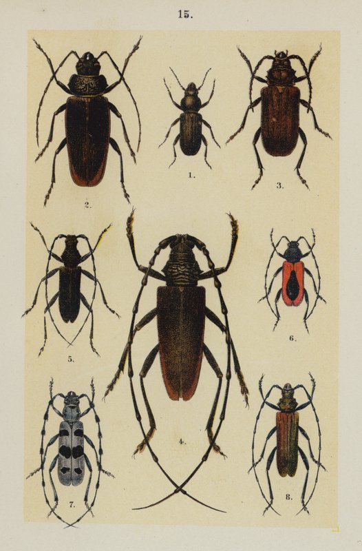 来自 The Young Beetle-Collector