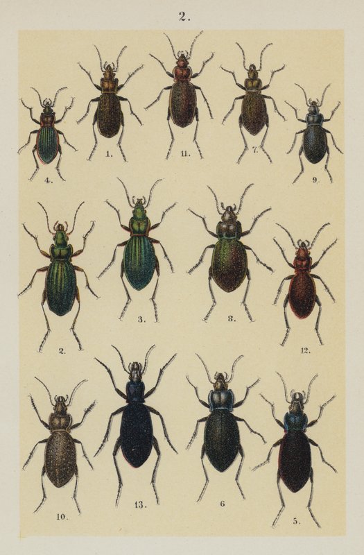 来自 The Young Beetle-Collector