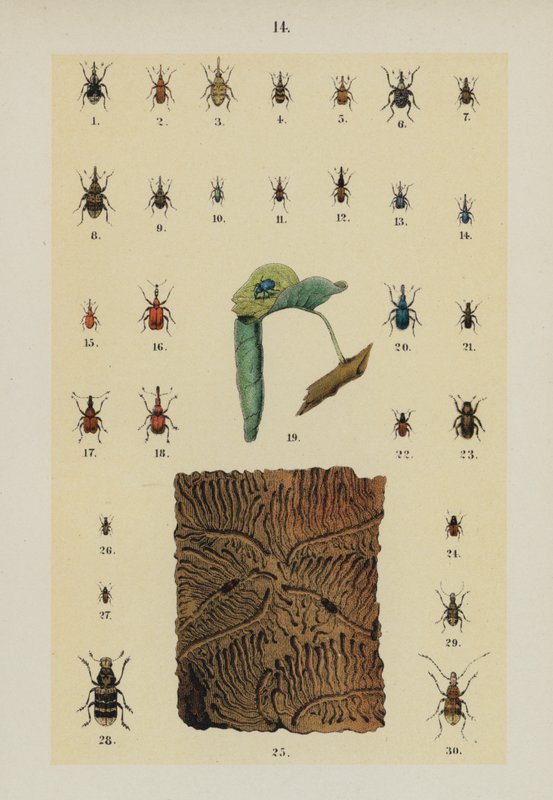 板块来自《年轻的甲虫-收藏家手册》（chromolitho）。 作者 德国学校