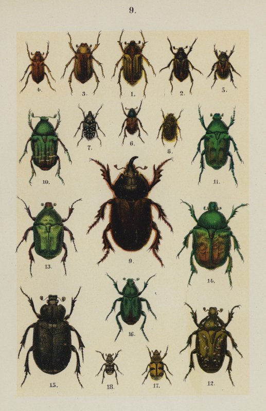 来自 The Young Beetle-Collector