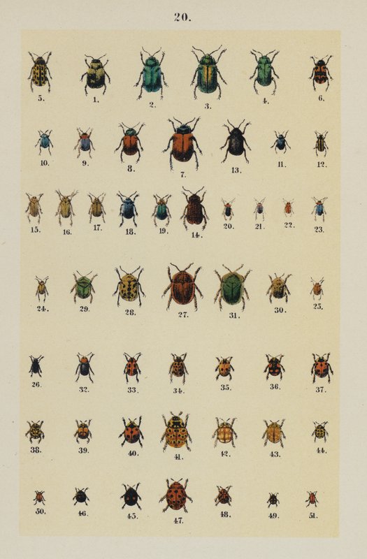 来自 The Young Beetle-Collector