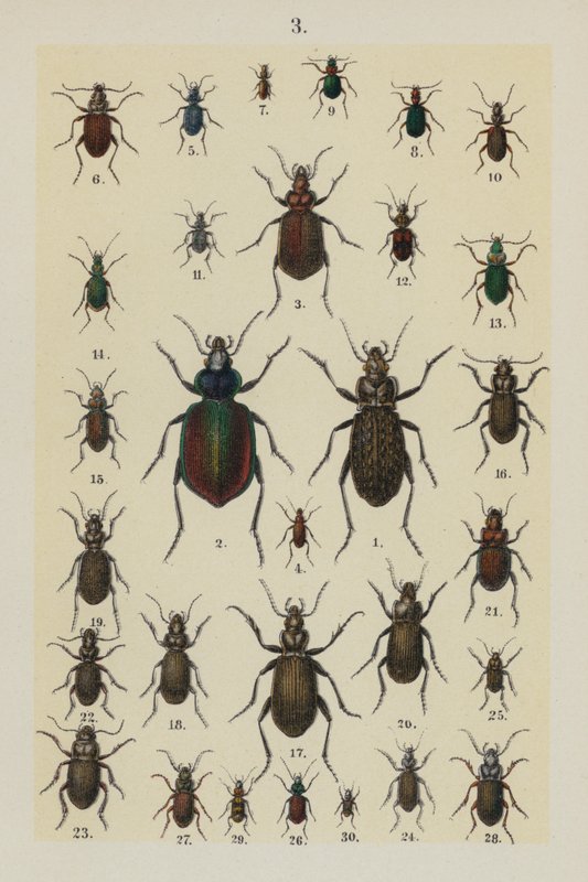 来自 The Young Beetle-Collector