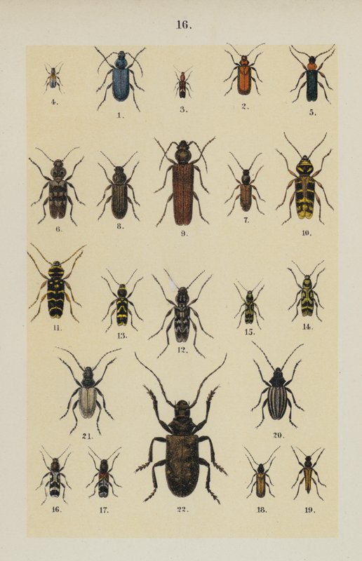 来自 The Young Beetle-Collector