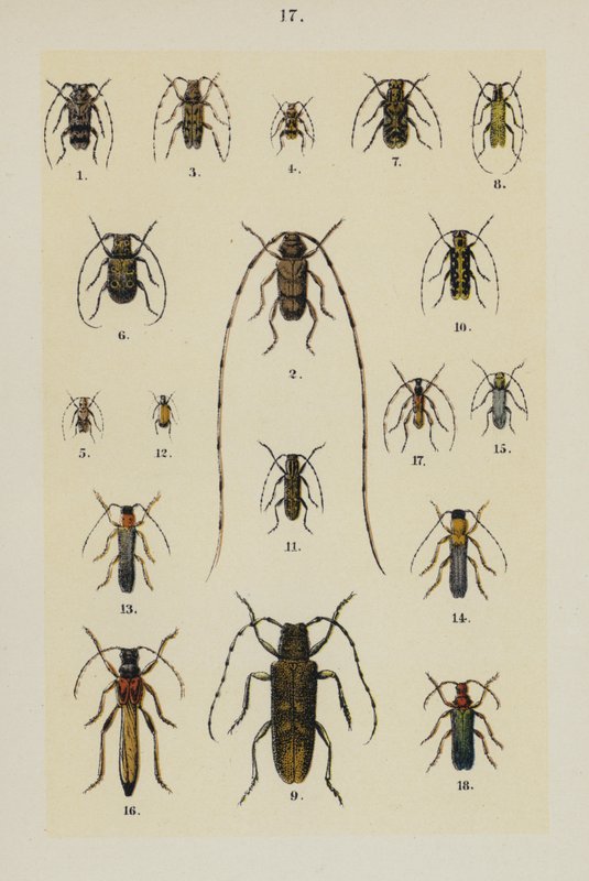 来自 The Young Beetle-Collector