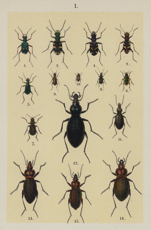 来自 The Young Beetle-Collector