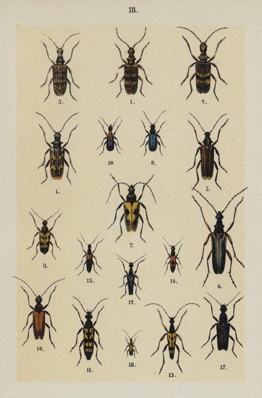来自 The Young Beetle-Collector