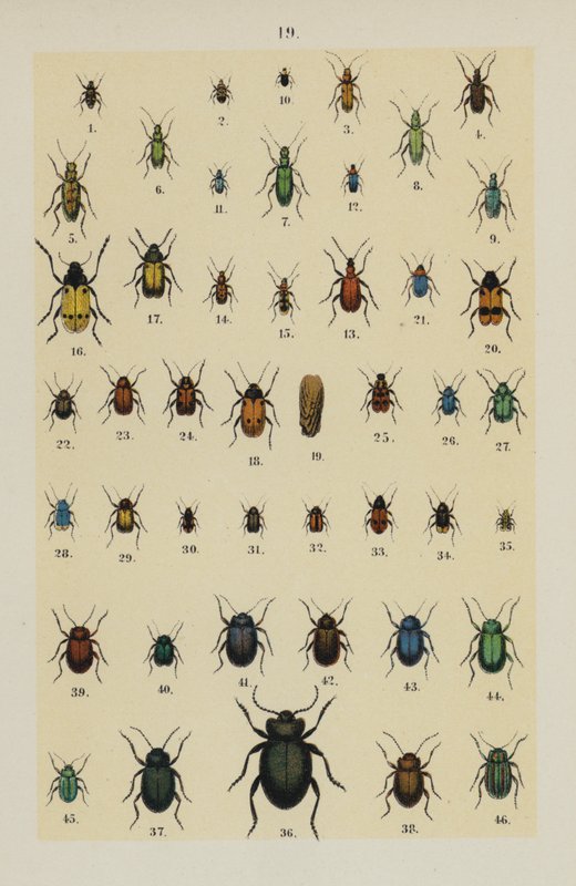 来自 The Young Beetle-Collector