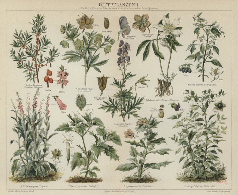 有毒植物（彩色印刷品 作者 德国学校
