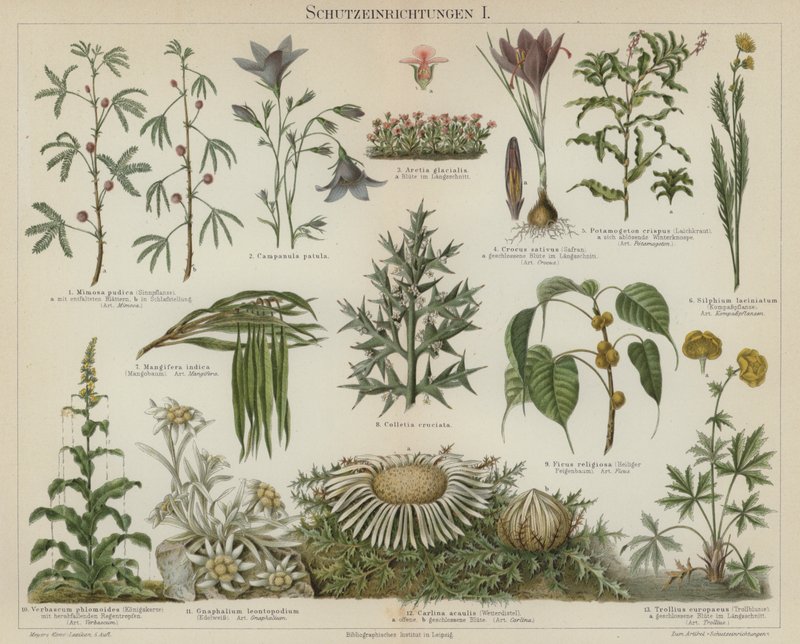 植物的自我保护反应（彩色石版画） 作者 德国学校